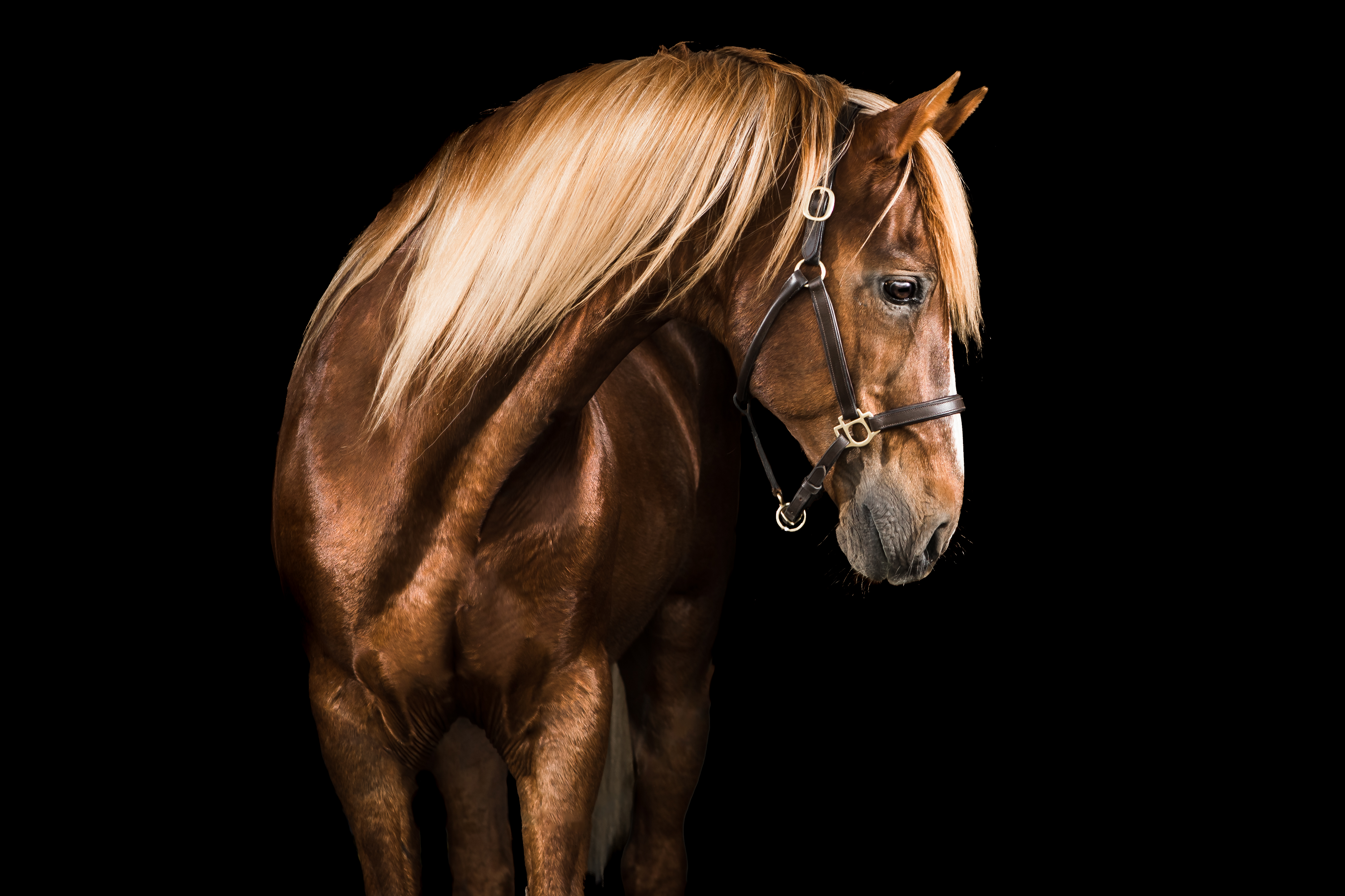 Play the Odds, Flaxen Chestnut Morgan Horse Stallion